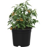  Okrugla saksija za cveće 200 pcs Crna Ø 10 x 8 cm Plastika | shoptok.hr