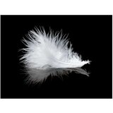  Tapeta - White feather 250x193 | shoptok.hr