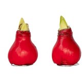 Plant in a Box Amarilis - Hippeastrum 'Wax Red' - Cvetna čebulica - Rdeča, (21739773) Cene