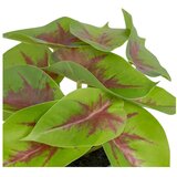 Ixia Umetna rastlina (višina 20 cm) Syngonium – | Shoptok.si