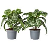 Plant in a Box zebrasta afelandra - 2 kos - aphelandra 'botanica' - višina 25-45cm - ⌀13cm, (21757897) Cene