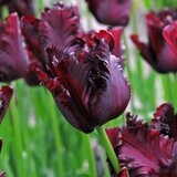 Royal De Ree tulipa black parrot 10/1 Cene