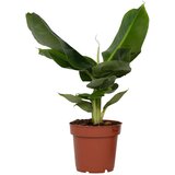 Plant in a Box bananovec - musa 'oriental dwarf' - višina 25-40cm - ⌀12cm, (21758233) Cene
