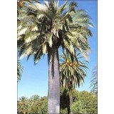TROPICA Čilska palma Cene