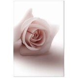  Slika - Floral Glamour Glow (1-part) - Delicate and Pastel Pink Rose 60x90 | shoptok.hr