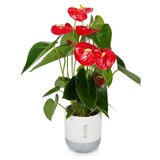 Rasadnik Topalović anthurium mix | ePonuda.com