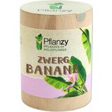 Feel Green Pflanzy "Pritlikava banana" | Shoptok.si
