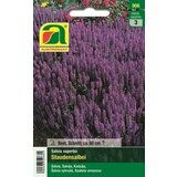 AUSTROSAAT Trajnica žajbelj Cene