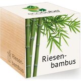 Feel Green ecocube "Exotics" - velikanski bambus Cene