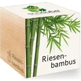 ecocube "Exotics" - velikanski bambus