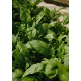 Venture Home poster Green Leaf 70 × 100 cm, zeleni | shoptok.hr