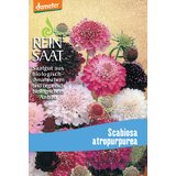 ReinSaat Skabioza Cene