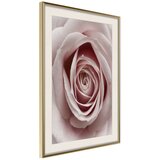  Poster - Rosebud 40x60 | shoptok.hr