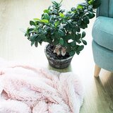  Čupava deka 200 x 220 cm - Puder Roza | shoptok.hr