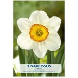  Cvjetne lukovice Narcisa Flower Record (Bijela, Botanički opis: Narcissus) | shoptok.hr