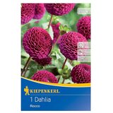 KIEPENKERL Lukovice proljetnog cvijeća Dalija Rocco (Dahlia x Hybrida, 1 Kom., Ljubičasta) | shoptok.hr