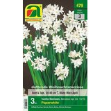 AUSTROSAAT Narcise Tazetta “Paperwhite” Cene