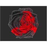  Tapeta - Transformation 200x154 | shoptok.hr