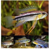Akvarijum Centar Apistogramma bitaeniata | ePonuda.com