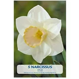  Cvjetne lukovice Narcisa Salome (Bijela, Botanički opis: Narcissus)