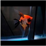 Akvarijum Centar Pterophyllum scalare var. - Skalar red devil, veliki Cene