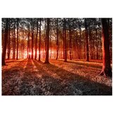  Samoljepljiva foto tapeta - Autumn: morning in the forest 196x140 | shoptok.hr
