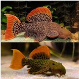 Akvarijum Centar L600 leopard cactus pleco | ePonuda.com