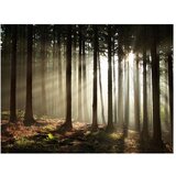  Tapeta - Coniferous forest 200x154 | shoptok.hr