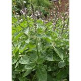 TROPICA Kraljevska Tulsi bazilika Cene
