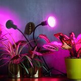 Fleksibilna stona lampa sa klipsom za gajenje biljaka PLANTY 2xE27/30W/230V crna | Eponuda.com