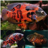 Akvarijum Centar red tiger oscar | ePonuda.com