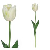  TULIPAN 7802 | Eponuda.ba