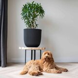 Capi Cvetlično korito Groove 43x41 črno, (20981358) | Shoptok.si