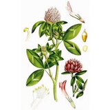 Rinfuz Crvena detelina (Trifolium pratense), 100g cene