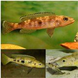 Akvarijum Centar Attenuatus | ePonuda.com