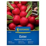 KIEPENKERL Zelenjavna semena Redkvica Ester (Raphanus sativus var. sativus, Čas žetve: Marec) Cene