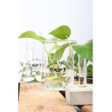 Esschert Design Steklena vaza (višina 12 cm) Natural History – | Shoptok.si