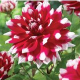 Royal De Ree Lukovica Georgina, dalija - Dahlia Dec. Red Empire 1/1 | ePonuda.com