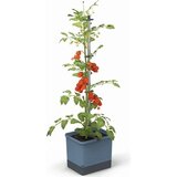 Gusta Garden Komplet rastlinskih loncev TOM TOMATO - modra Cene