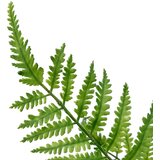 Atmosphera UMJETNA BILJKA PAPRAT JAMES 90 CM PE ZELENA Slike