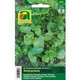 AUSTROSAAT Zimski tolščak Cene