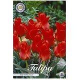  Cvjetne lukovice Tulipan Greigii Redriding (Crvena, Botanički opis: Tulipa) Cijene