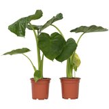Plant in a Box alokazija - 2 kos - alocasia 'macrorrhizos' - višina 60-70cm - ⌀17cm, (21757969) Cene