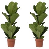 Plant in a Box Lirastolisti fikus - 2 kos - Ficus Lyrata - Višina 70-90cm - ⌀21cm, (21758252) | Shoptok.si