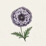 Papaver rhoeas "Amazing Grey" - svilen mak
