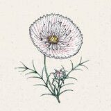 Jora Dahl Cosmos bipinnatus "Cupcake Blush" - kozmeja Cene