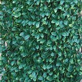 Tenax sintetična živa meja divy 3D x-tens osmanthus 1 m x 2 m zelena cene