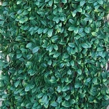sintetična živa meja divy 3D x-tens osmanthus 1 m x 2 m zelena