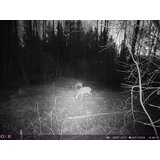 OXE Lovska kamera Panther 4G in klasični daljnogled FOMEI 7-21X40 ZCF Zoom + 32GB SD kartica in 12 baterij! | Shoptok.si