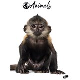 Teka meki uvez A4 karo 40+2L 80g Animal Elisa sortirani motivi | shoptok.hr